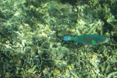 charm-churee-ko-tao-schnorcheln201