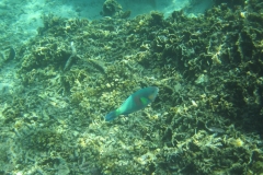 charm-churee-ko-tao-schnorcheln202