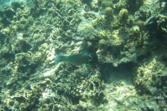 charm-churee-ko-tao-schnorcheln203