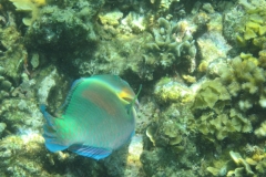 charm-churee-ko-tao-schnorcheln205