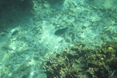 charm-churee-ko-tao-schnorcheln207