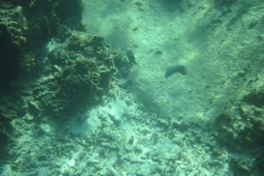 charm-churee-ko-tao-schnorcheln208