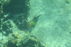 charm-churee-ko-tao-schnorcheln209