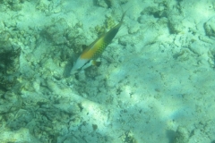 charm-churee-ko-tao-schnorcheln211