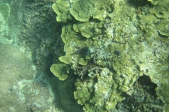 charm-churee-ko-tao-schnorcheln212