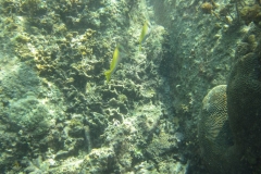 charm-churee-ko-tao-schnorcheln214