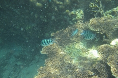 charm-churee-ko-tao-schnorcheln215