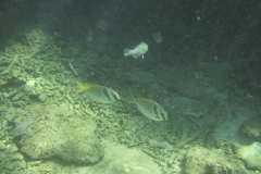 charm-churee-ko-tao-schnorcheln216