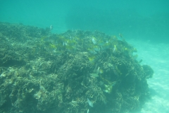 charm-churee-ko-tao-schnorcheln219