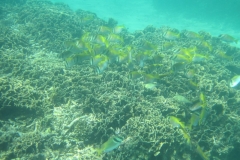 charm-churee-ko-tao-schnorcheln220