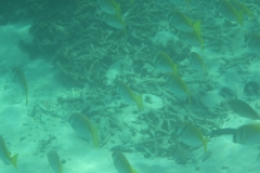 charm-churee-ko-tao-schnorcheln233