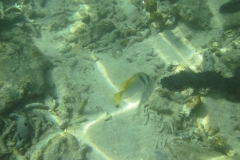 charm-churee-ko-tao-schnorcheln241