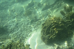 charm-churee-ko-tao-schnorcheln242