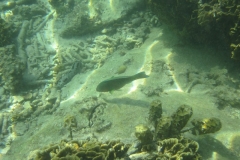 charm-churee-ko-tao-schnorcheln243