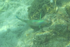 charm-churee-ko-tao-schnorcheln244