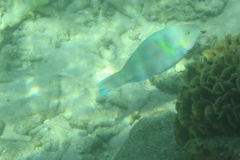 charm-churee-ko-tao-schnorcheln245