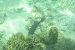 charm-churee-ko-tao-schnorcheln246