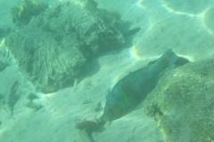 charm-churee-ko-tao-schnorcheln247