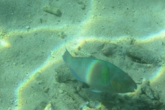 charm-churee-ko-tao-schnorcheln248