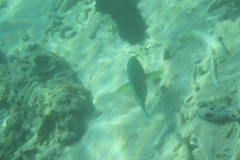 charm-churee-ko-tao-schnorcheln249