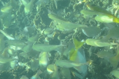 charm-churee-ko-tao-schnorcheln250