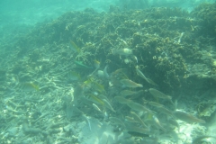 charm-churee-ko-tao-schnorcheln252