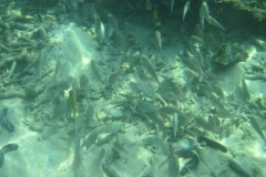 charm-churee-ko-tao-schnorcheln253