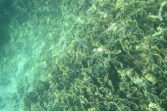 charm-churee-ko-tao-schnorcheln254