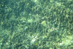 charm-churee-ko-tao-schnorcheln255