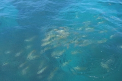 ausflug-marinarium-schnorcheln_1329