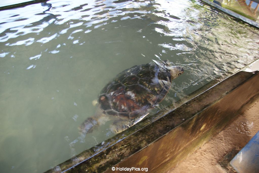 Sea Turtle Farm Habaraduwa