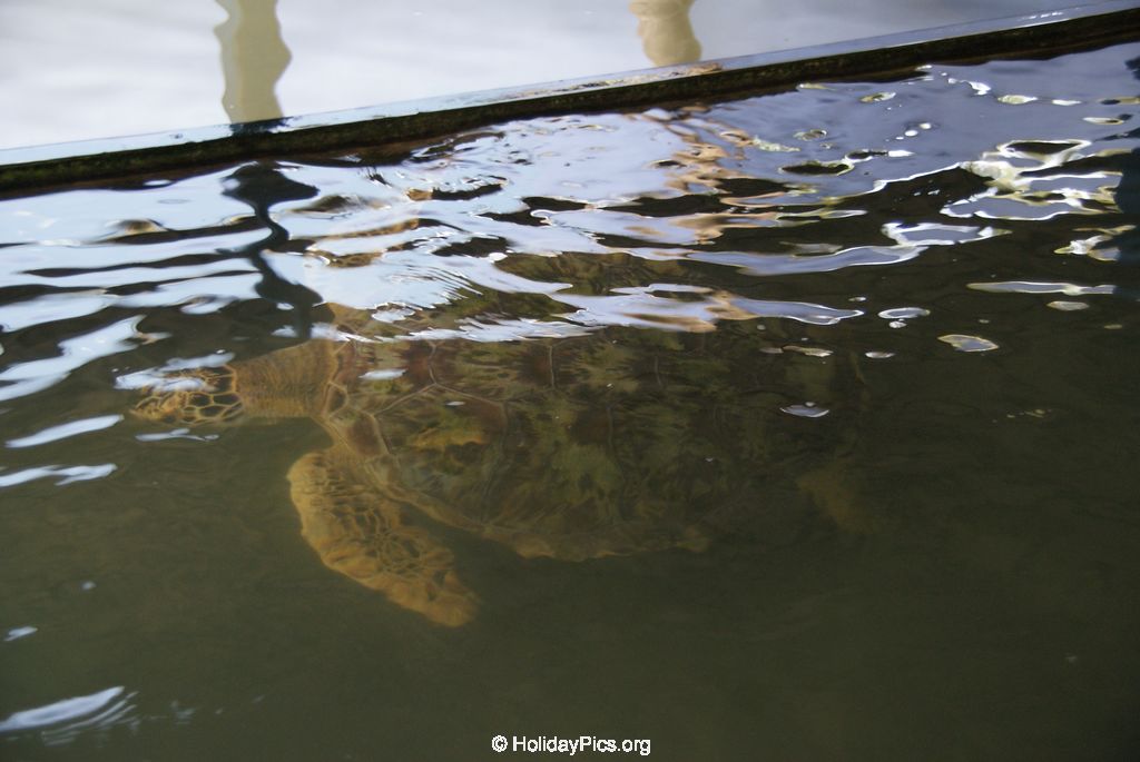 Sea Turtle Farm Habaraduwa