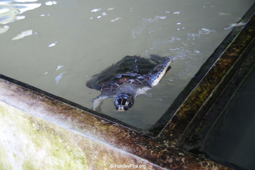 Sea Turtle Farm Habaraduwa