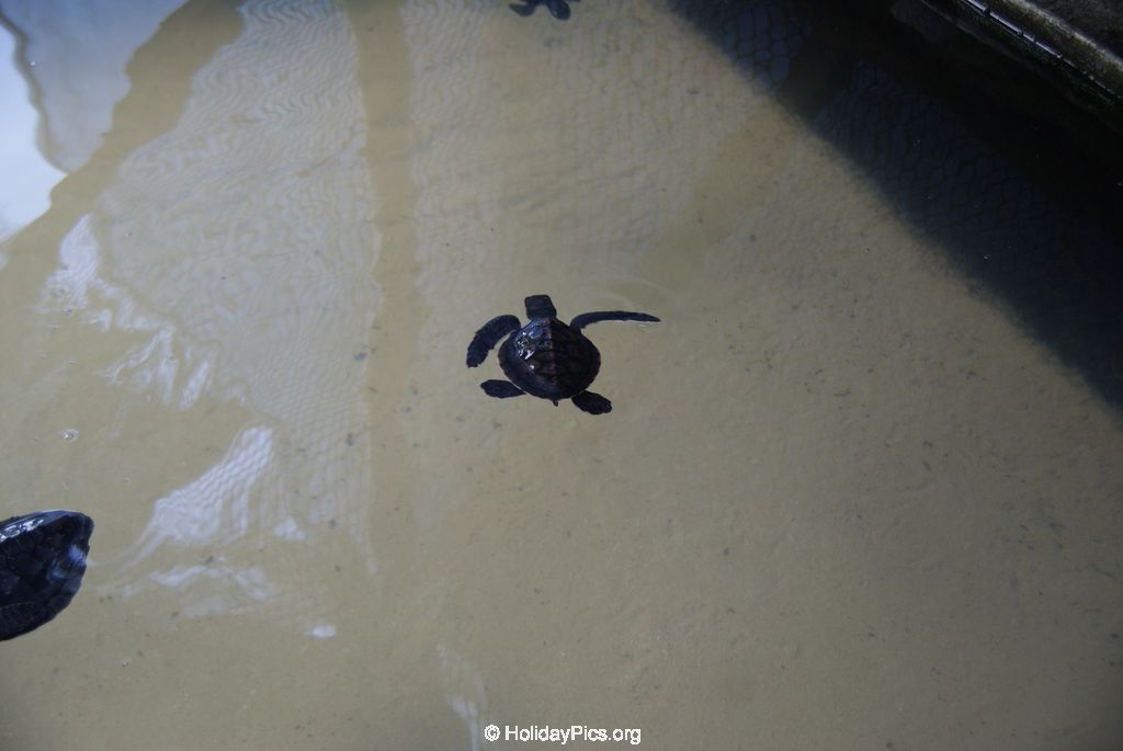 Sea Turtle Farm Habaraduwa