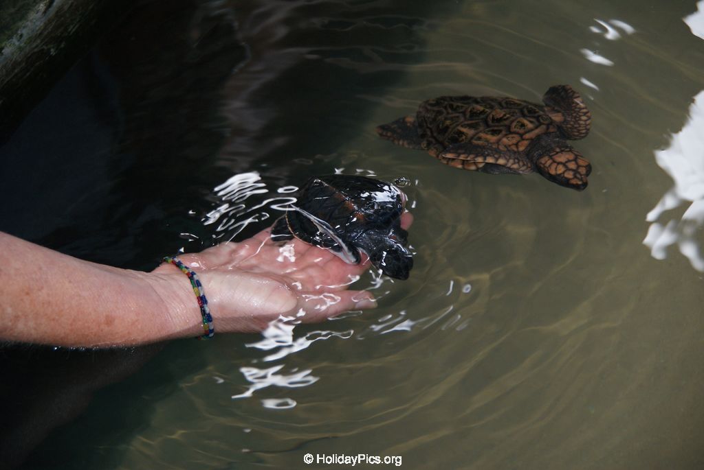 Sea Turtle Farm Habaraduwa
