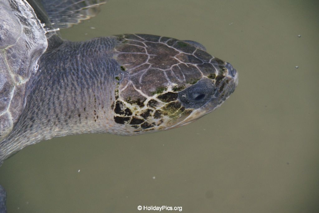 Sea Turtle Farm Habaraduwa