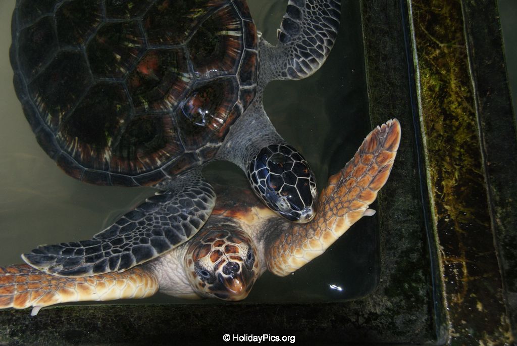 Sea Turtle Farm Habaraduwa