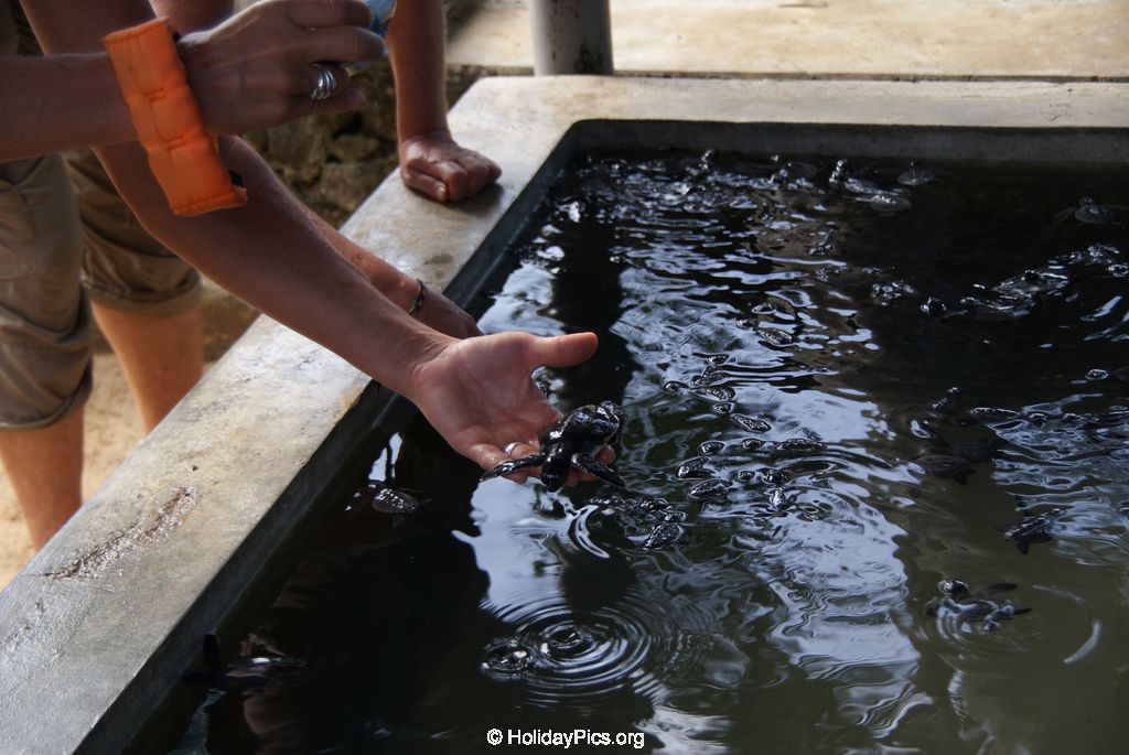 Sea Turtle Farm Habaraduwa