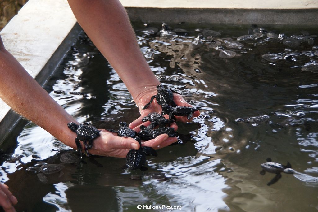 Sea Turtle Farm Habaraduwa