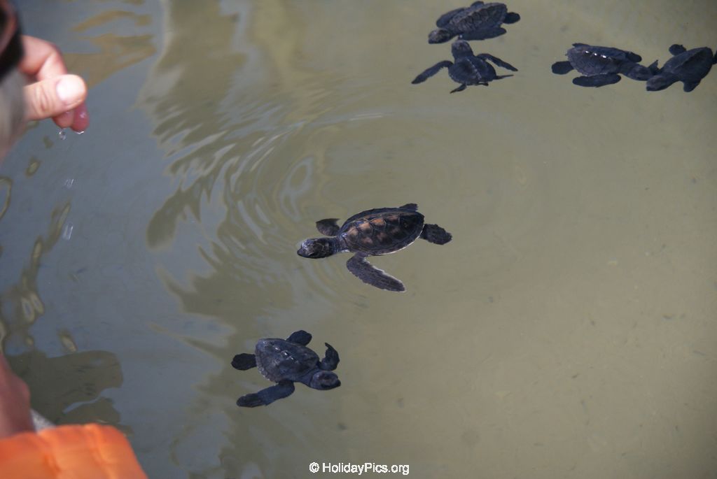 Sea Turtle Farm Habaraduwa