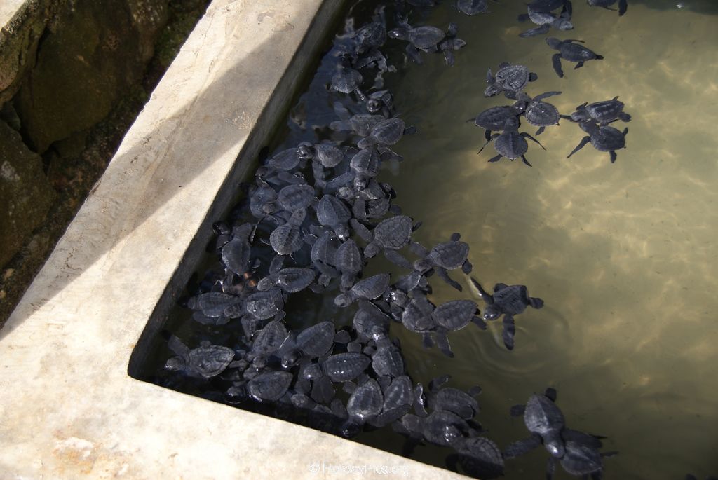 Sea Turtle Farm Habaraduwa