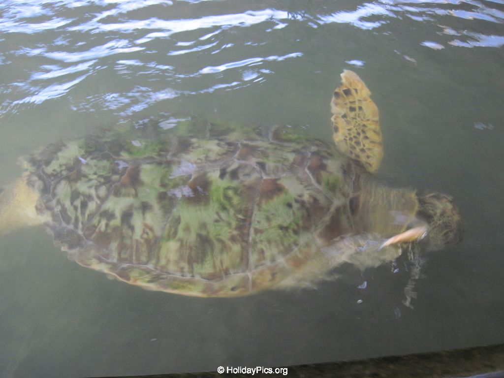 Sea-Turtle-Farm-Srilanka-022
