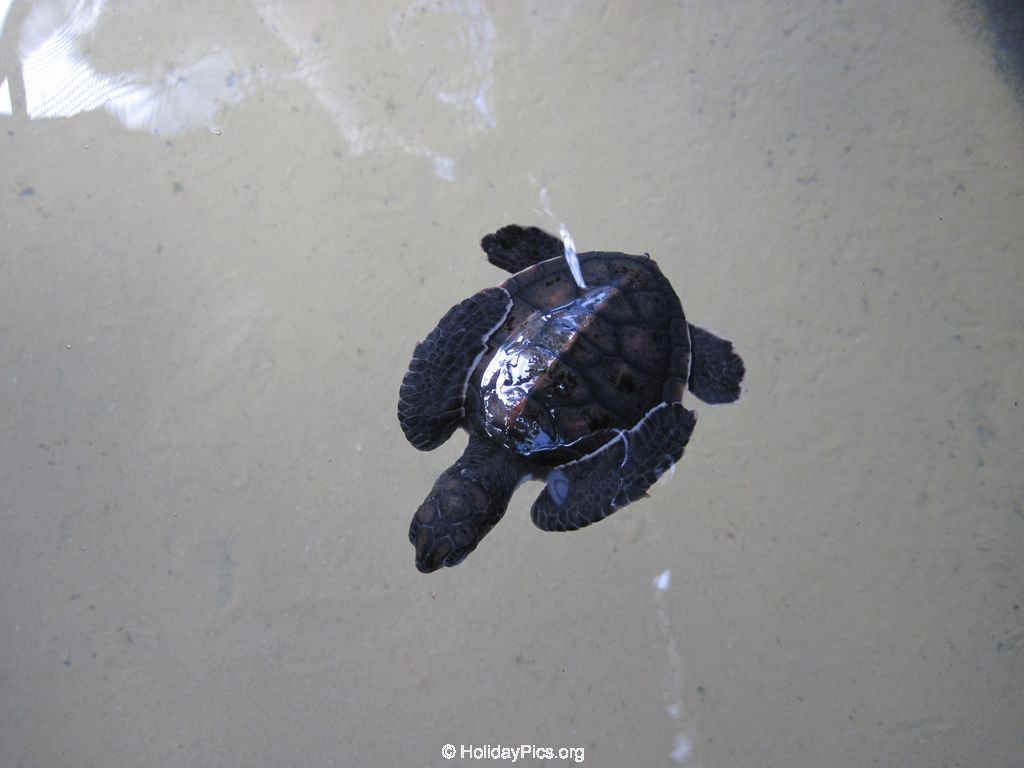 Sea-Turtle-Farm-Srilanka-023