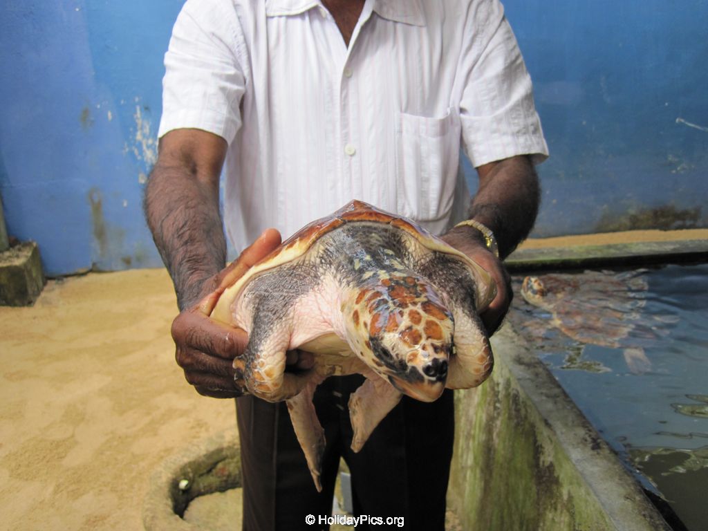 Sea-Turtle-Farm-Srilanka-027