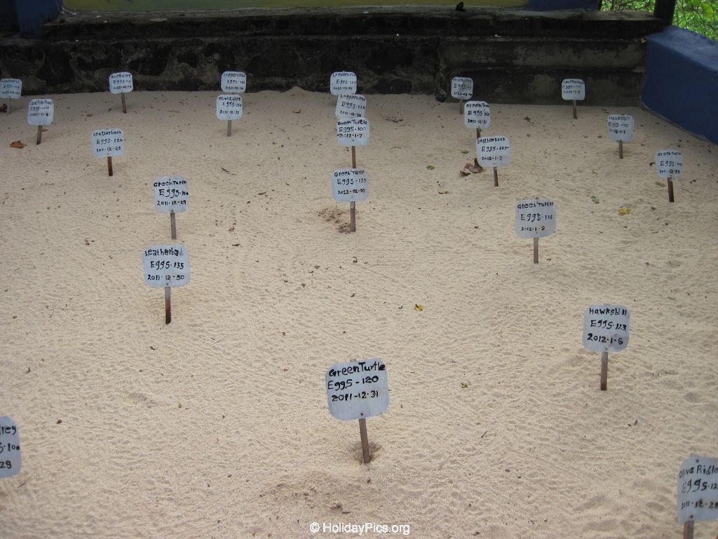 Sea-Turtle-Farm-Srilanka-028