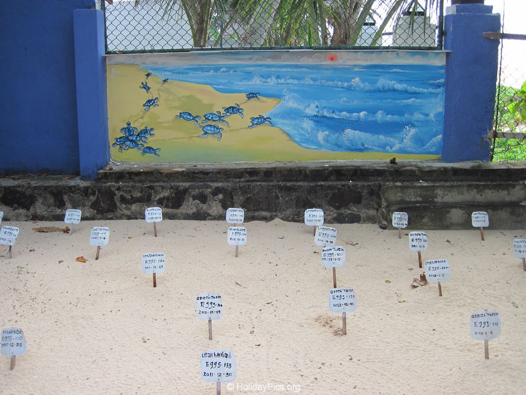 Sea-Turtle-Farm-Srilanka-029