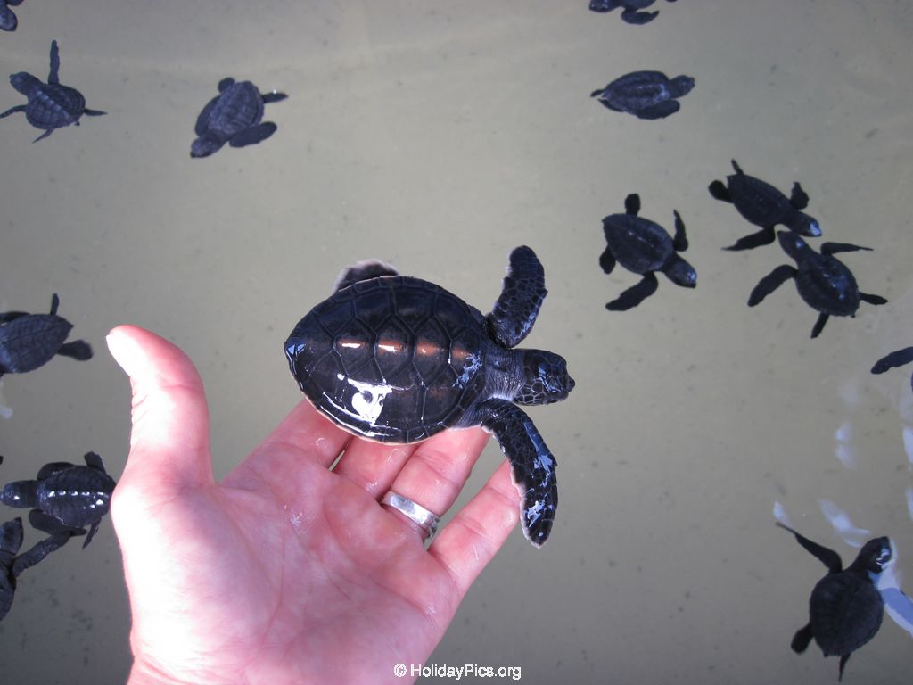Sea-Turtle-Farm-Srilanka-030