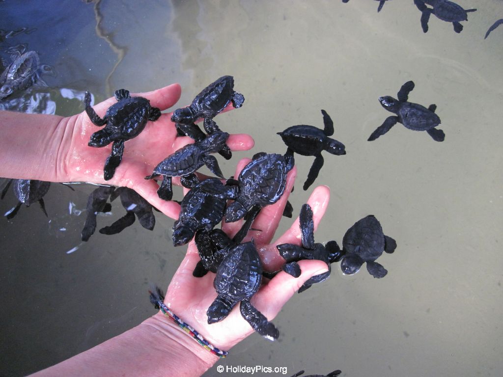 Sea-Turtle-Farm-Srilanka-031