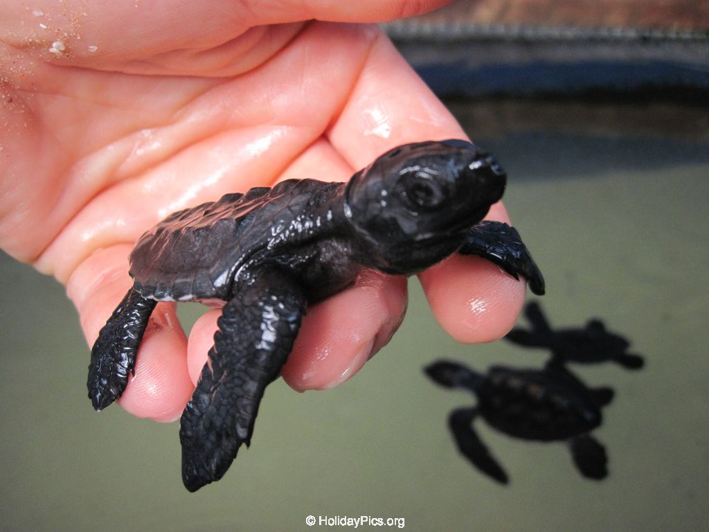Sea-Turtle-Farm-Srilanka-032