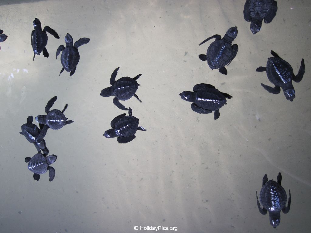 Sea-Turtle-Farm-Srilanka-034
